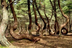 Kurshskaya kosa twisted forest, Kaliningrad Oblast