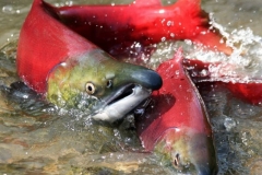 Pacific salmon in Kamchatka rivers