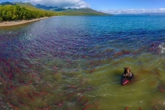 Salmon thriving in lake Kuriloskoye