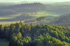 Latvia's forest landscape