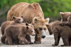 Bears of lake Kurilskoye