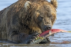 Kamchatka brown bear feeding on Pacific salmon