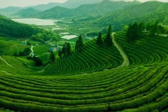 Tea plantations at Dagomys