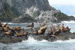 Profusion of surrounding ocean - sea lions, seals, otters, etc.