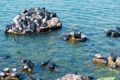 Baikal seals sporting on Ushkanyi archipelago