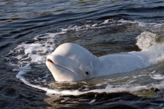 Beluga whale, White Sea